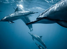 这事儿我忍了很久，今天用51网最折磨人的不是时间，是观看清单反复拉扯（别被误导）